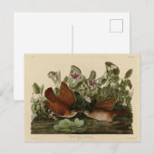Key-west Dove, Quail-Dove Audubon Birds of America Briefkaart (Voorkant / Achterkant)