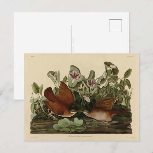 Key-west Dove, Quail-Dove Audubon Birds of America Briefkaart (Voorkant / Achterkant)