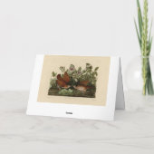 Key-west Dove, Quail-Dove Audubon Birds of America Kaart (Achterkant)