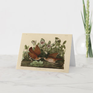 Key-west Dove, Quail-Dove Audubon Birds of America Kaart