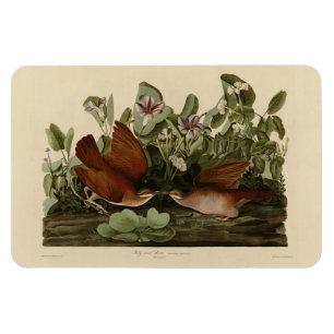 Key-west Dove, Quail-Dove Audubon Birds of America Magneet