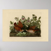 Key-west Dove, Quail-Dove Audubon Birds of America Poster (Voorkant)