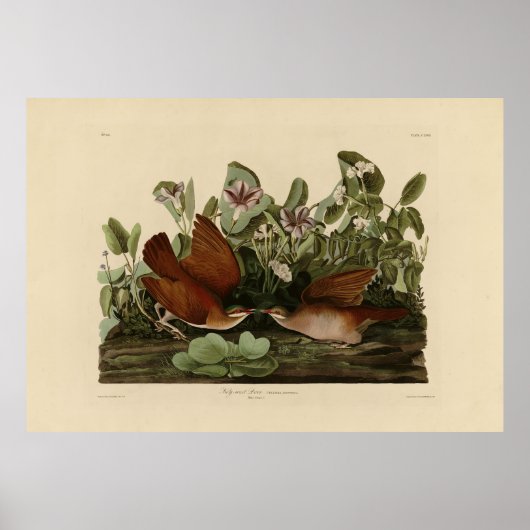 Key-west Dove, Quail-Dove Audubon Birds of America Poster (Voorkant)