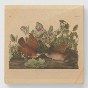 Key-west Dove, Quail-Dove Audubon Birds of America Stenen Onderzetter