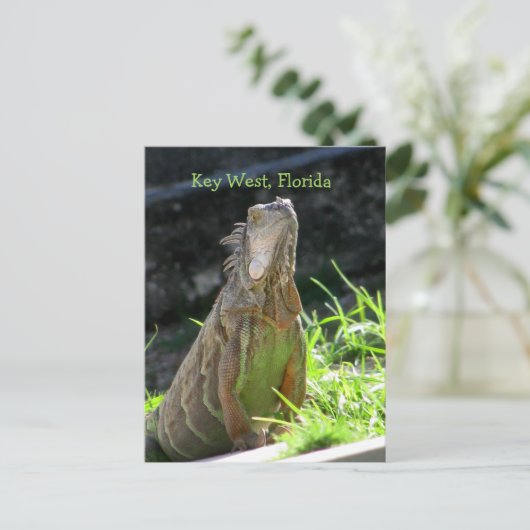 Key West Iguana Briefkaart (Staand voorkant)