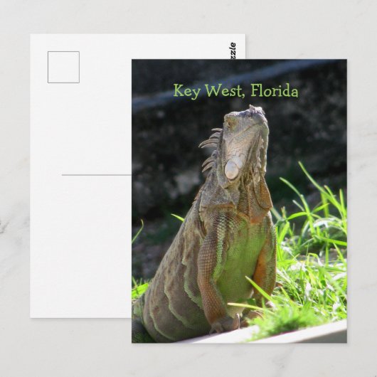 Key West Iguana Briefkaart (Voorkant / Achterkant)