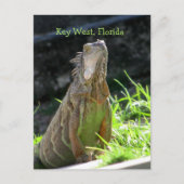 Key West Iguana Briefkaart (Voorkant)