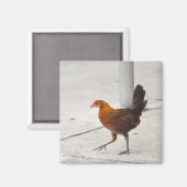 Key West kip op stoep Florida magneet (Voorkant / Achterkant)