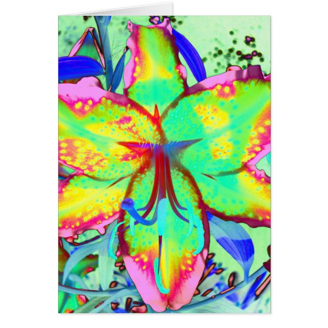 Key West Lily (Voorkant)