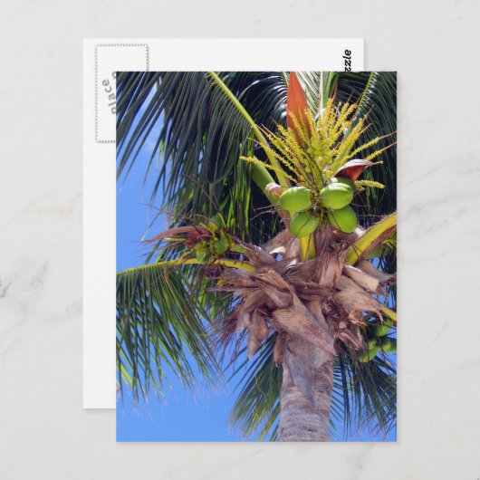 Key West Palm - Briefkaart (Voorkant / Achterkant)