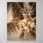 Key West Palm - Sepia Poster (Voorkant)