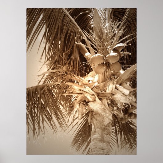 Key West Palm - Sepia Poster (Voorkant)