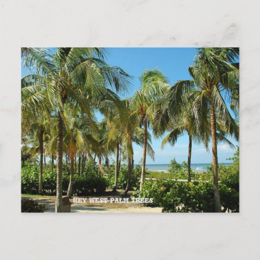 Key West Palm Trees Briefkaart (Voorkant)
