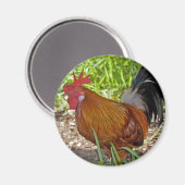Key West Rooster Magneet (Voorkant / Achterkant)
