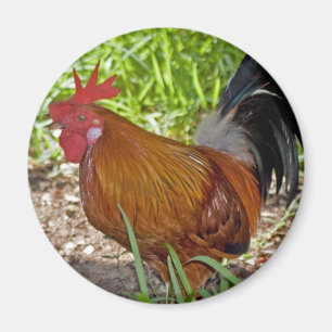 Key West Rooster Magneet