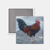 Key West Rooster Magneet (Voorkant / Achterkant)