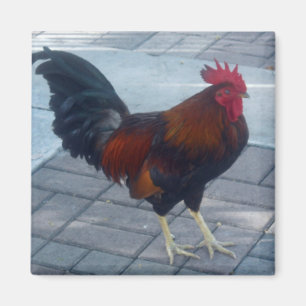 Key West Rooster Magneet