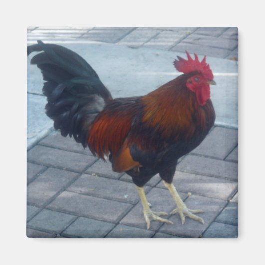 Key West Rooster Magneet (Voorkant)