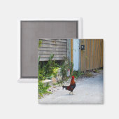 Key West Rooster Magnet (Voorkant / Achterkant)