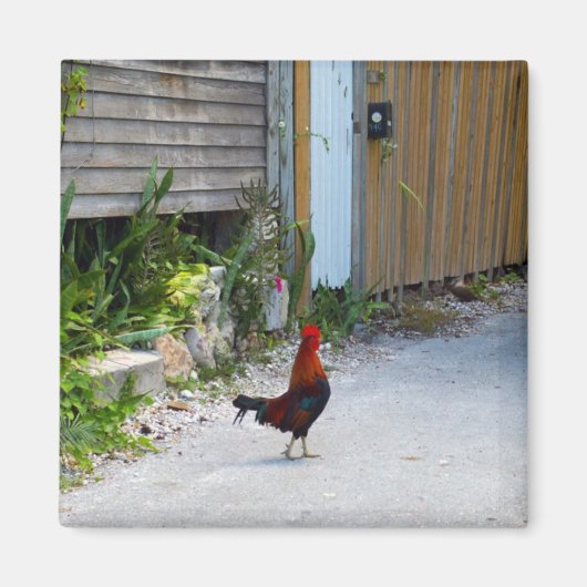Key West Rooster Magnet (Voorkant)