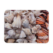 Key West, seizoenshells Magneet (Horizontaal)