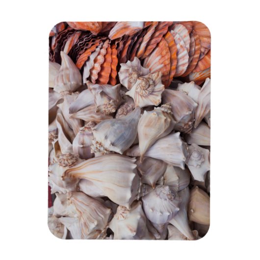 Key West, seizoenshells Magneet (Verticaal)