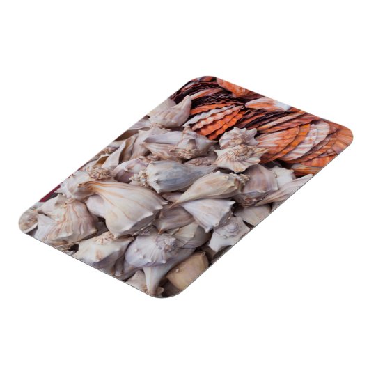 Key West, seizoenshells Magneet (Linkerzijde)