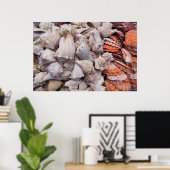Key West, seizoenshells Poster (Thuiskantoor)