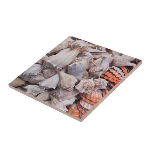 Key West, seizoenshells Tegeltje (Zijkant)