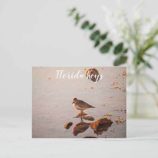 Key West Shorebird Reflectie Florida Keys Briefkaart (Staand voorkant)
