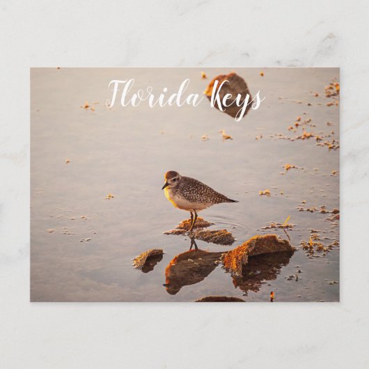 Key West Shorebird Reflectie Florida Keys Briefkaart (Voorkant)