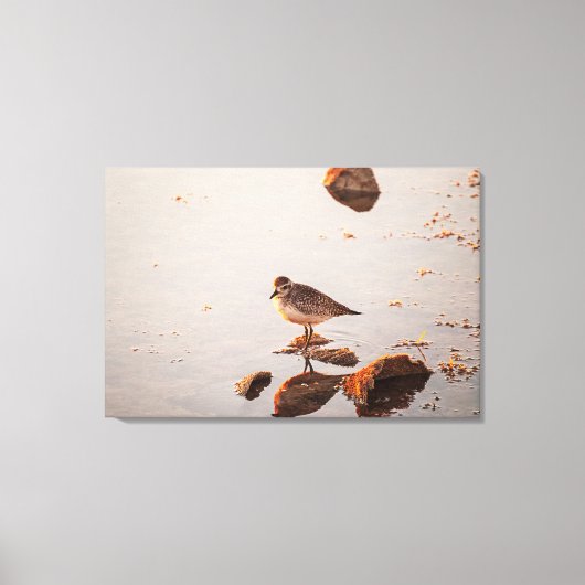 Key West Shorebird Reflectie Florida Keys Canvas Afdruk (Voorkant)