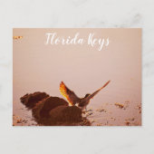 Key West Shorebird Sunset Rocks Florida Keys Briefkaart (Voorkant)