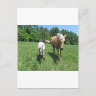 Khrysta, het paard van Morgan, en Contant geld, Briefkaart
