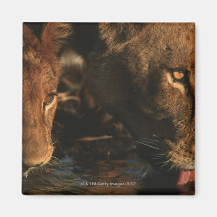 Khwai River, Moremi Wildlife Reserve, Botswana Magneet