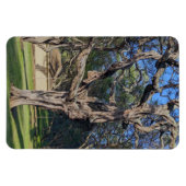 Kiawe Tree fotomagneet Magneet (Horizontaal)