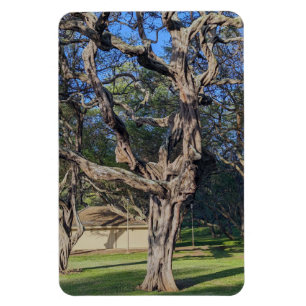 Kiawe Tree fotomagneet Magneet
