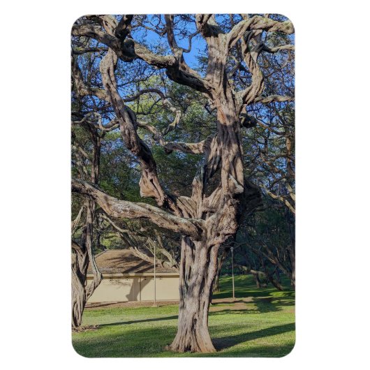 Kiawe Tree fotomagneet Magneet (Verticaal)