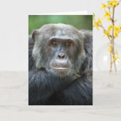 Kibale Chimpansee Wenskaart - Mannenportret Kaart (Gele Bloem)