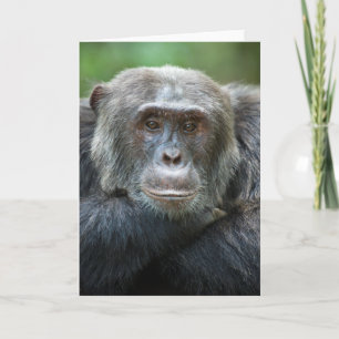 Kibale Chimpansee Wenskaart - Mannenportret Kaart