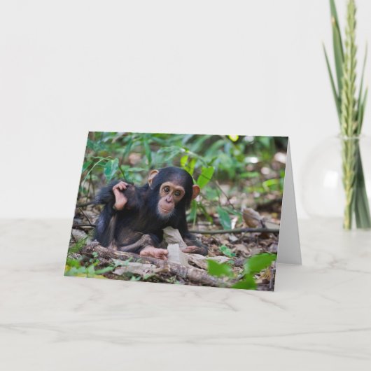 Kibale Chimpansee Wenskaart - Quiver Kaart (Voorkant)