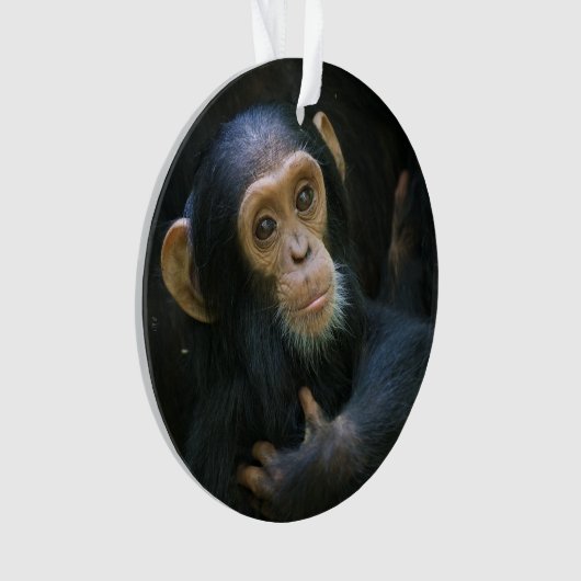 Kibale Chimpanzee Holiday Ornament (voorkant)