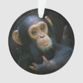 Kibale Chimpanzee Holiday Ornament (voorkant)