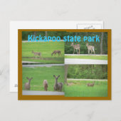 Kickapoo Deer Briefkaart (Voorkant / Achterkant)