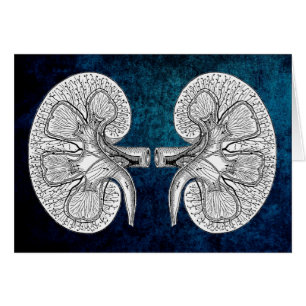 KIDNEY 2 TEKENEN