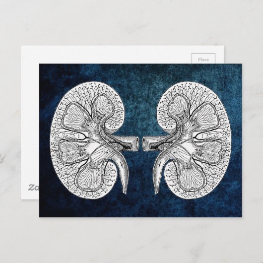 KIDNEY 2 TEKENEN BRIEFKAART (Voorkant / Achterkant)