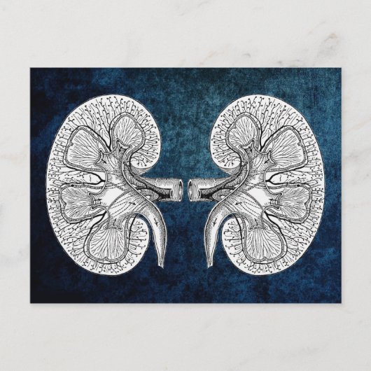 KIDNEY 2 TEKENEN BRIEFKAART (Voorkant)
