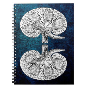 KIDNEY 2 TEKENEN NOTITIEBOEK