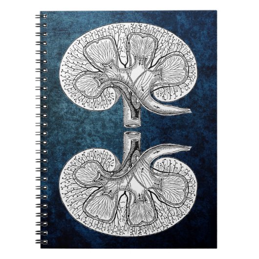 KIDNEY 2 TEKENEN NOTITIEBOEK (Voorkant)