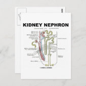Kidney Nephron Briefkaart (Voorkant / Achterkant)